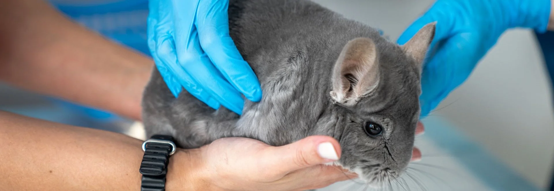 АртВет - турбота про найменших. Провідні ратологи у м.Київ. Діагностика, лікування, хірургія